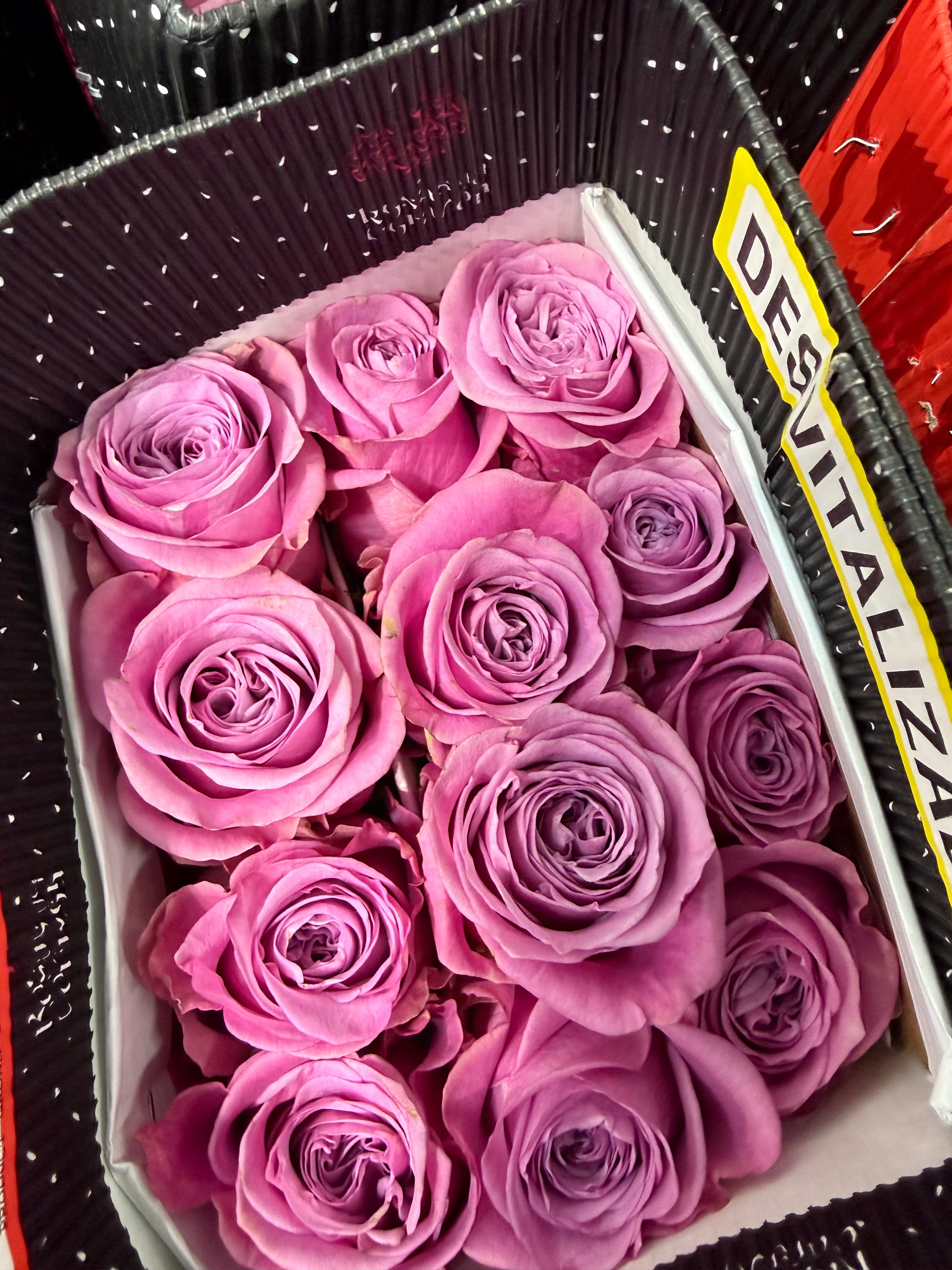Pink Rose