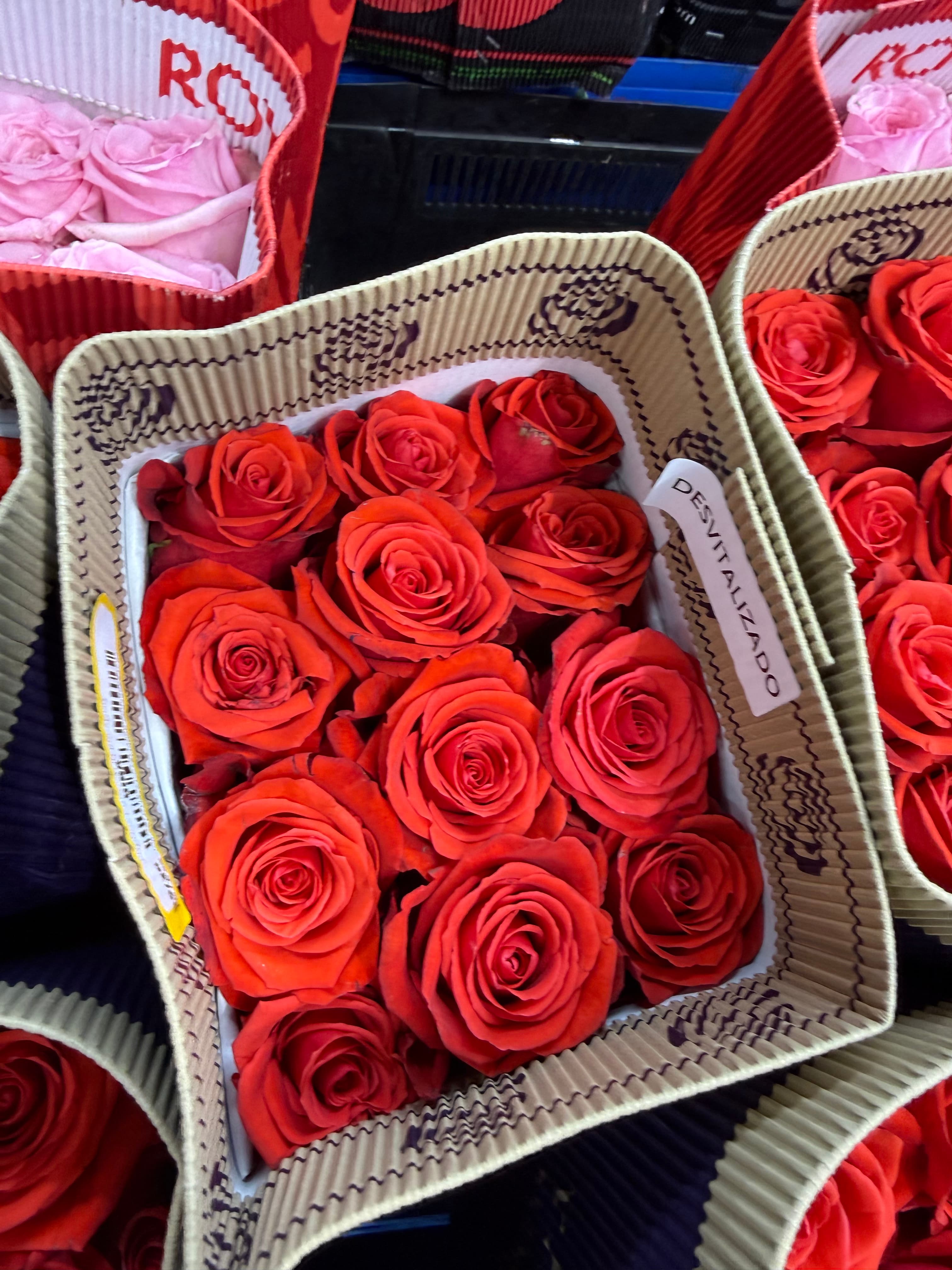 Red Rose