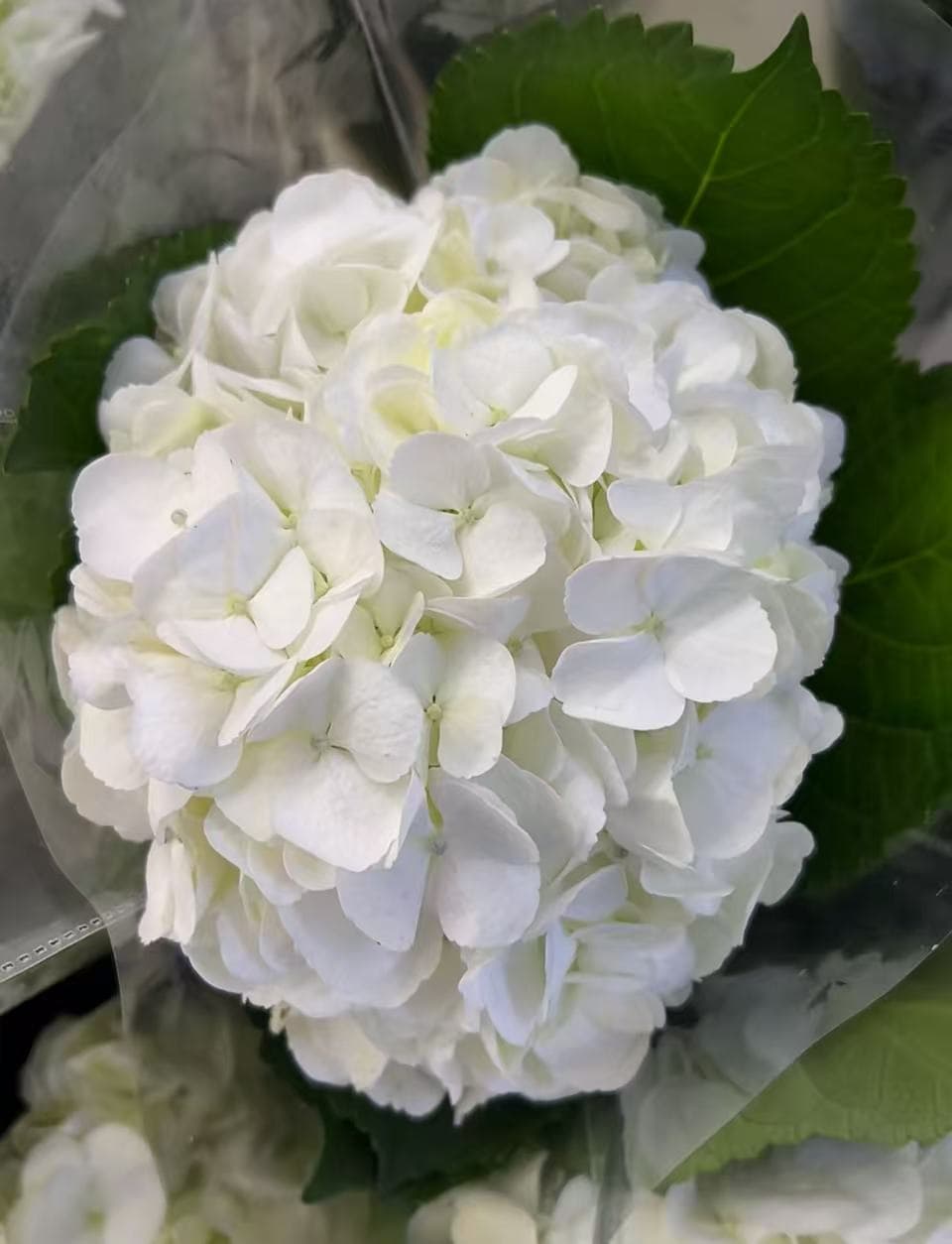 Test Hydrangea