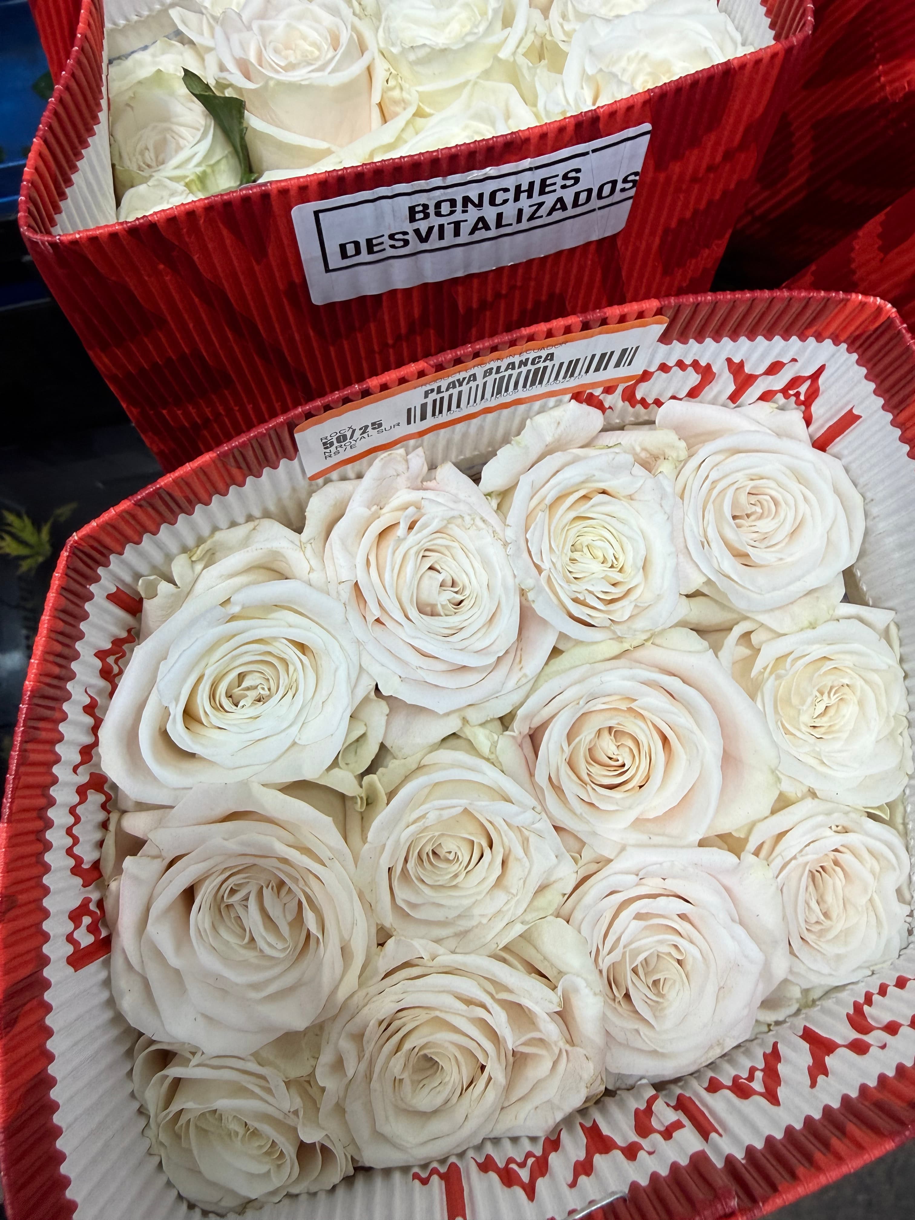 White Rose